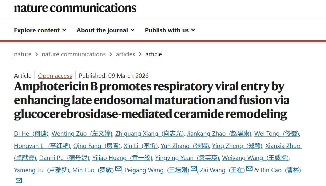 曹彬团队最新研究：两性B霉素增加呼吸道病毒的入侵与致病性，与继发呼吸道病毒感染风险升高相关丨SCI之窗